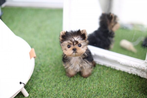 Amy - Female Teacup Yorkshire Puppy - Image 6