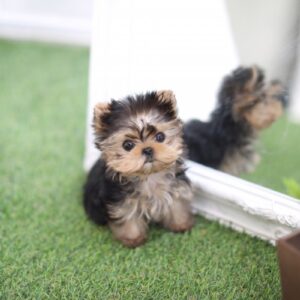 Amy - Female Teacup Yorkshire Puppy