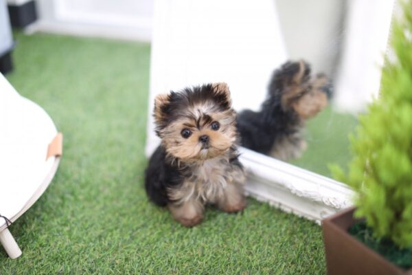 Amy - Female Teacup Yorkshire Puppy