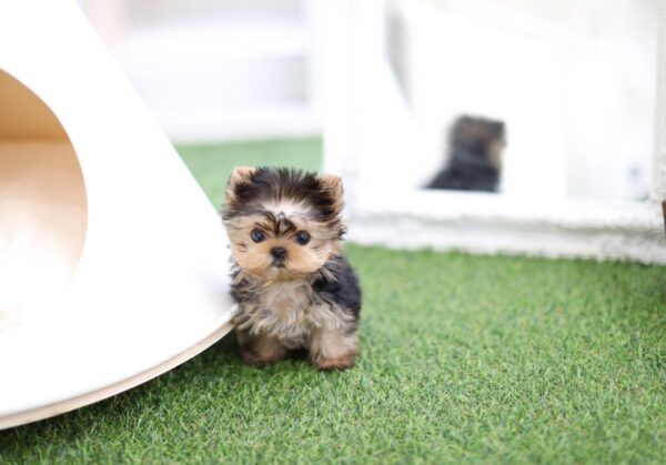 Amy - Female Teacup Yorkshire Puppy - Image 3