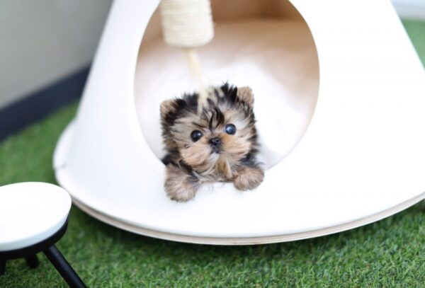 Amy - Female Teacup Yorkshire Puppy - Image 4