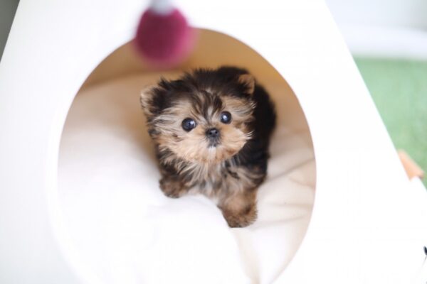 Amy - Female Teacup Yorkshire Puppy - Image 5