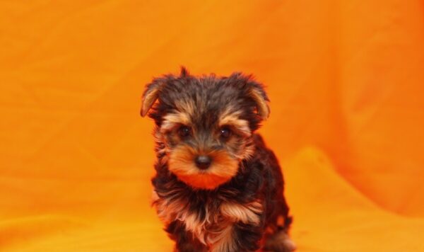 Andrew - Male Teacup Yorkshire Puppy - Image 3