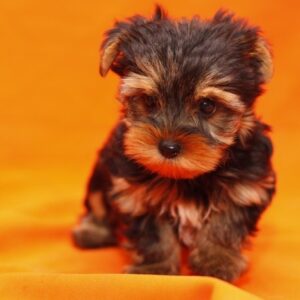 Andrew - Male Teacup Yorkshire Puppy