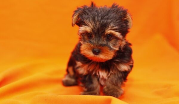 Andrew - Male Teacup Yorkshire Puppy