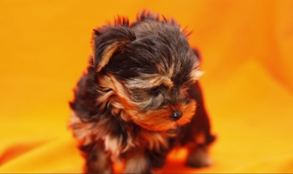 Andrew - Male Teacup Yorkshire Puppy - Image 5