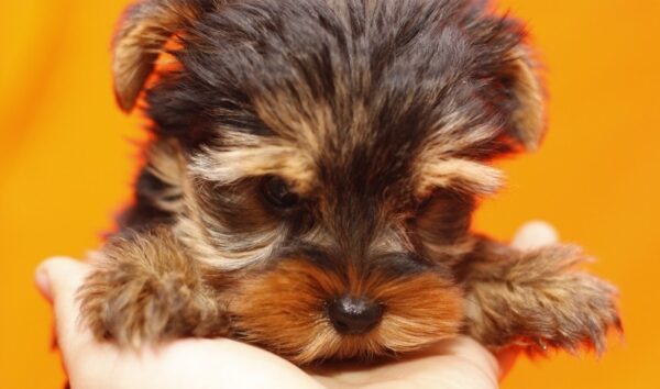 Andrew - Male Teacup Yorkshire Puppy - Image 6