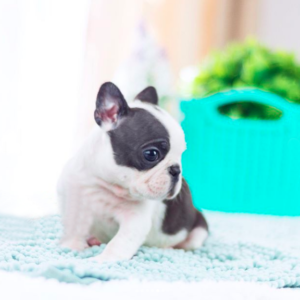 Tamara - Female Miniature French Bulldog Puppy