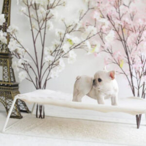 Anna - Female Miniature French Bulldog Puppy