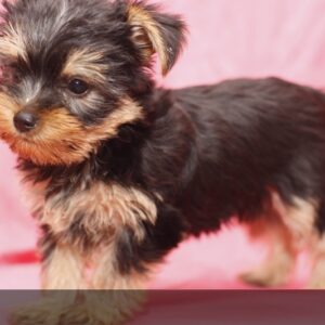 Bella - Female Teacup Yorkshire Puppy