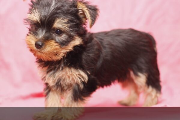 Bella - Female Teacup Yorkshire Puppy