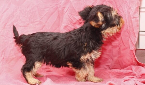 Bella - Female Teacup Yorkshire Puppy - Image 6