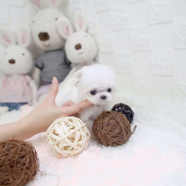 Coco - Female Teacup Maltese Puppy