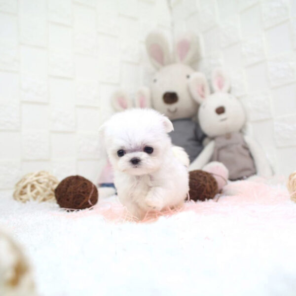 Coco - Female Teacup Maltese Puppy - Image 3