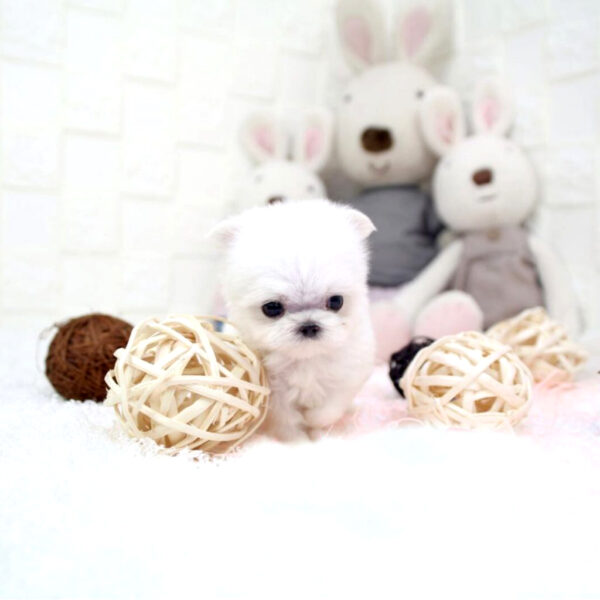 Coco - Female Teacup Maltese Puppy - Image 5