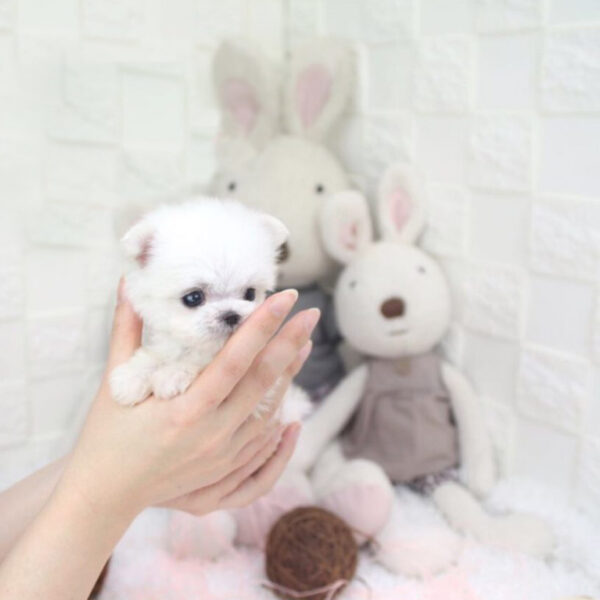 Coco - Female Teacup Maltese Puppy - Image 6