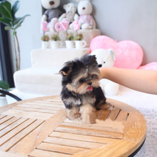 Damian - Male Teacup Yorkshire Puppy