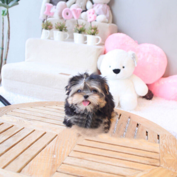 Damian - Male Teacup Yorkshire Puppy - Image 4