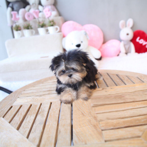 Damian - Male Teacup Yorkshire Puppy - Image 5