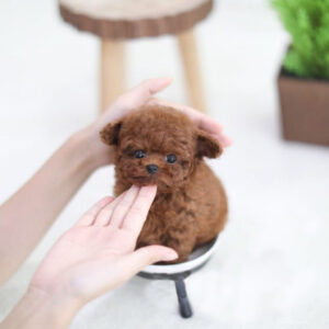 Ulric (Poodle puppy)