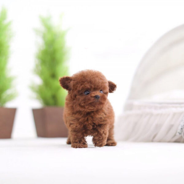Ulric (Poodle puppy) - Image 4