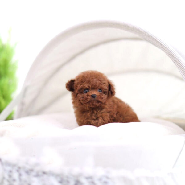 Ulric (Poodle puppy) - Image 5