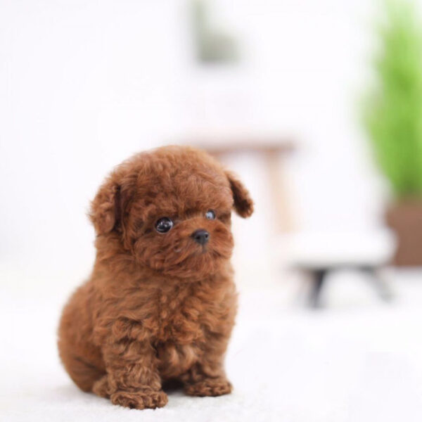 Ulric (Poodle puppy) - Image 2