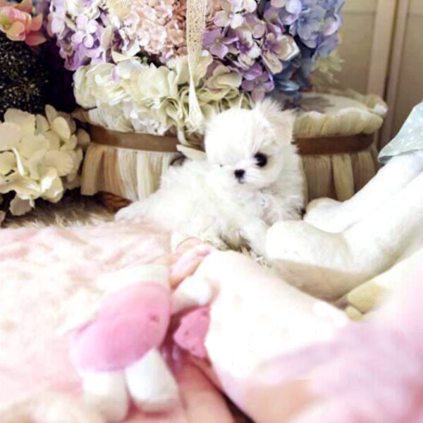 Scarlett - Female Teacup Maltese Puppy - Image 6