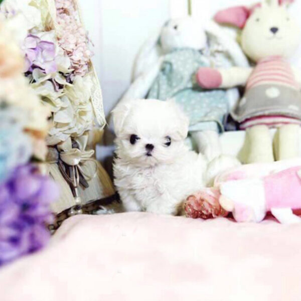 Scarlett - Female Teacup Maltese Puppy - Image 5