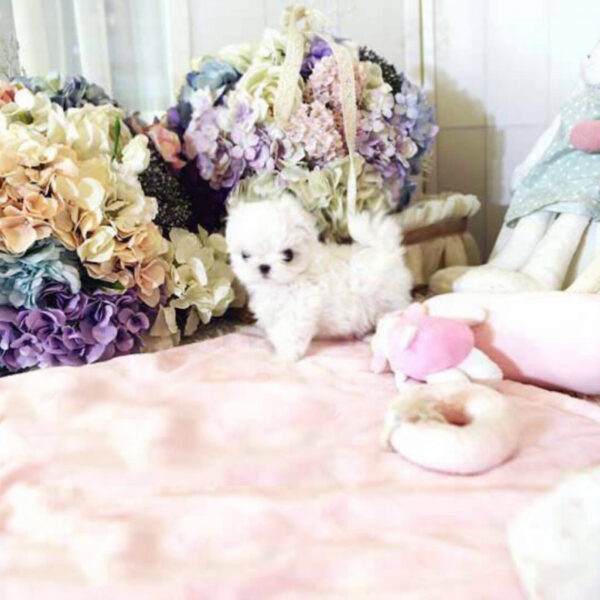 Scarlett - Female Teacup Maltese Puppy - Image 4