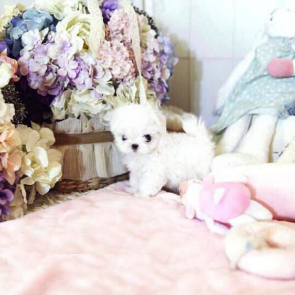 Scarlett - Female Teacup Maltese Puppy - Image 2
