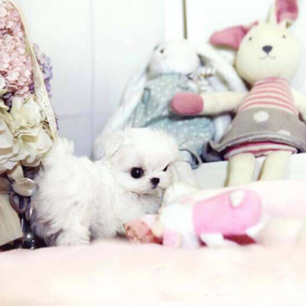 Scarlett - Female Teacup Maltese Puppy - Image 3