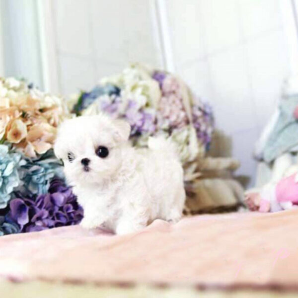 Scarlett - Female Teacup Maltese Puppy