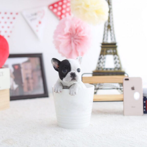 Bill - Male Miniature French Bulldog Puppy - Image 5