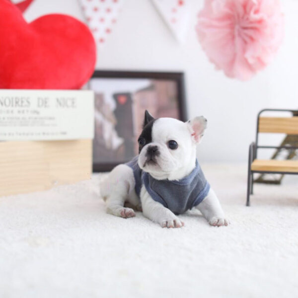 Bill - Male Miniature French Bulldog Puppy - Image 6