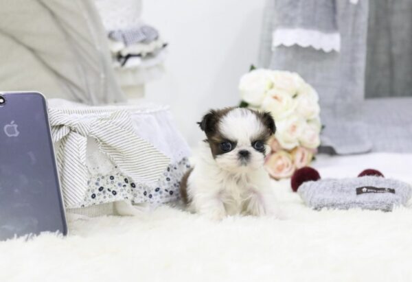 Genny - Female Teacup Shih Tzu Puppy - Image 2