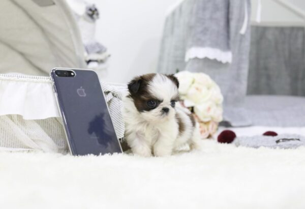 Genny - Female Teacup Shih Tzu Puppy - Image 3
