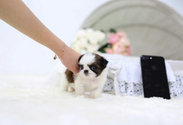 Genny - Female Teacup Shih Tzu Puppy - Image 4
