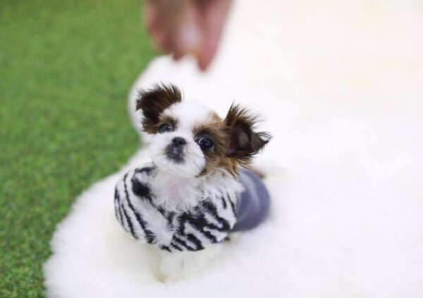 Genny - Female Teacup Shih Tzu Puppy - Image 6