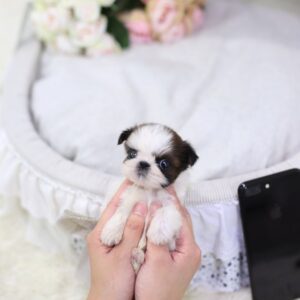 Genny - Female Teacup Shih Tzu Puppy