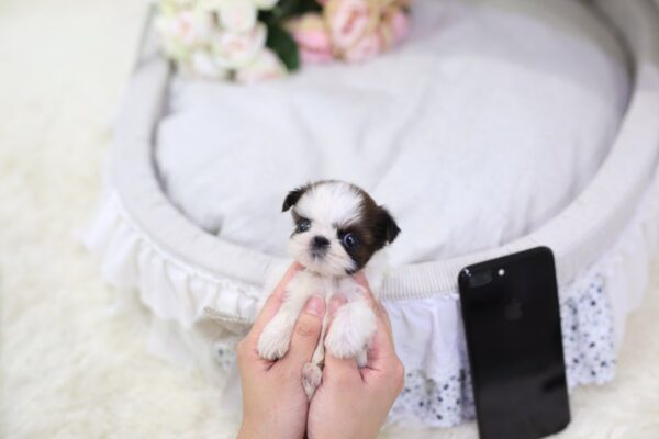 Genny - Female Teacup Shih Tzu Puppy