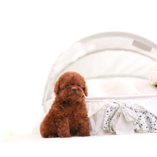 Straton (Poodle puppy) - Image 2