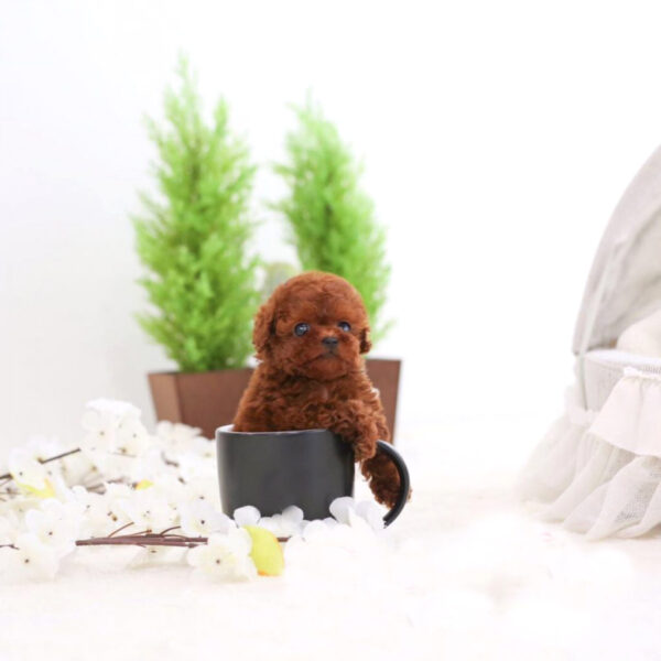 Straton (Poodle puppy) - Image 3