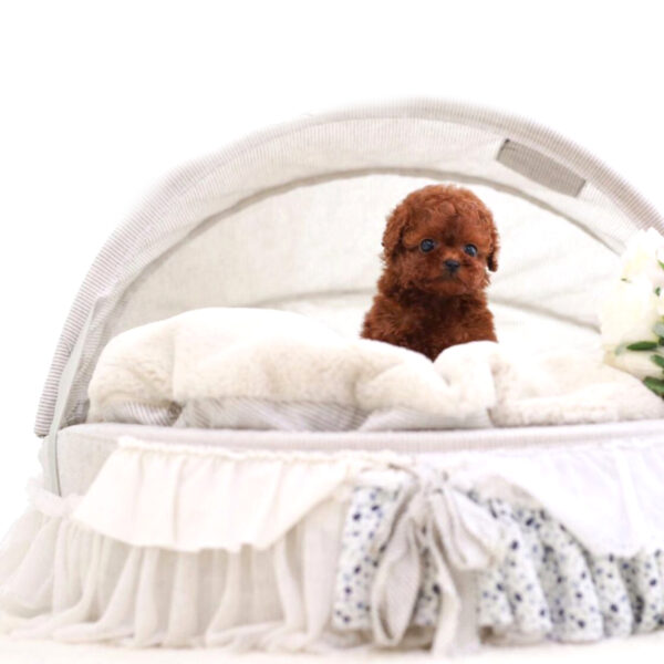Straton (Poodle puppy) - Image 4