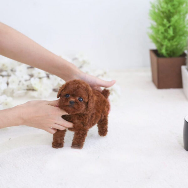Straton (Poodle puppy)
