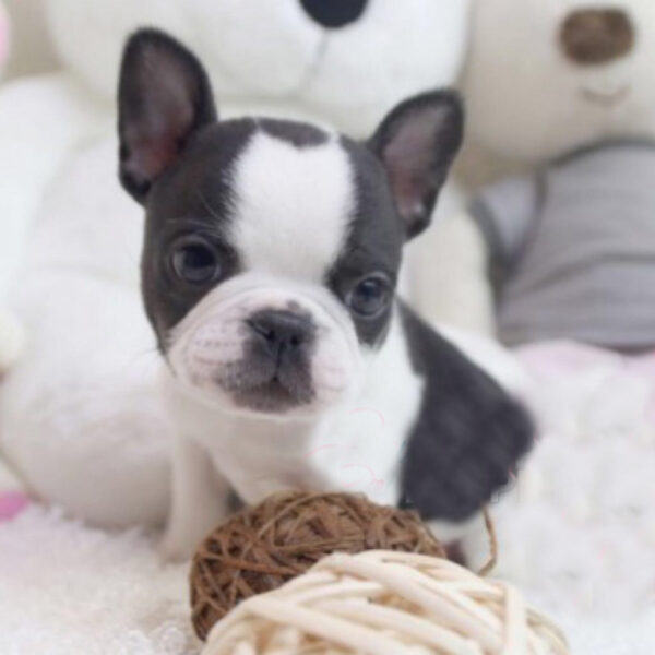 James - Male Miniature French Bulldog Puppy - Image 2