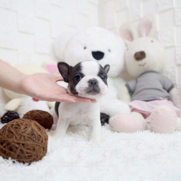 James - Male Miniature French Bulldog Puppy - Image 4
