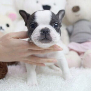 James - Male Miniature French Bulldog Puppy