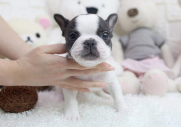 James - Male Miniature French Bulldog Puppy