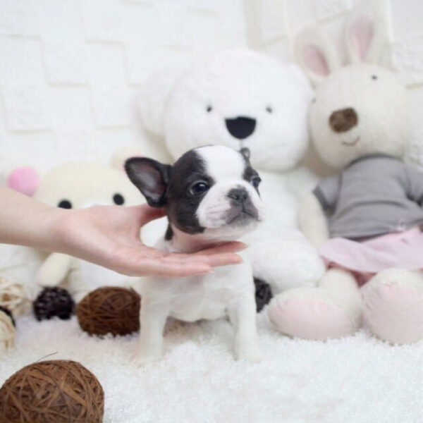 James - Male Miniature French Bulldog Puppy - Image 5